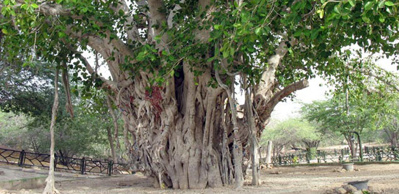 درخت-لور-کیش